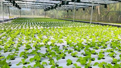 Hỗ trợ hợp tác xã tiếp cận, áp dụng các nền tảng số, công nghệ mới