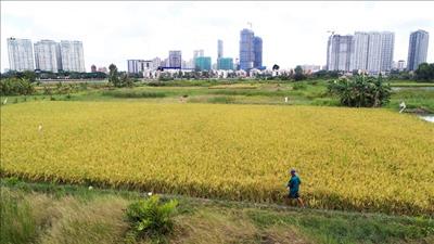 Kế hoạch chuyển đổi cơ cấu cây trồng trên đất lúa toàn quốc năm 2023