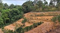 Xử lý tình trạng phá rừng, lấn chiếm đất rừng trái pháp luật