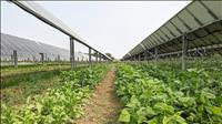 Xây dựng mô hình thí điểm điện mặt trời kết hợp nông nghiệp