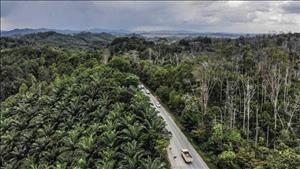 Indonesia lên kế hoạch xây thành phố sinh thái