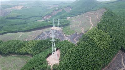 Quy định mới về tạm sử dụng rừng phục vụ thi công dự án lưới điện