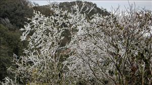 Không khí lạnh tăng cường, miền Bắc rét đậm, rét hại, đề phòng hiện tượng băng giá và sương muối