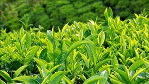 Những thực phẩm giàu chất chống oxy hóa tốt cho gan