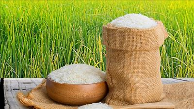 Cần chủ động tìm kiếm và khai thác những thị trường xuất khẩu gạo tiềm năng mới