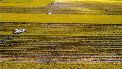 Sản xuất lúa gạo phát thải thấp, góp phần phát triển nông nghiệp xanh, bền vững