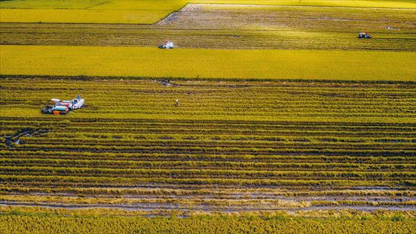 Sản xuất lúa gạo phát thải thấp, góp phần phát triển nông nghiệp xanh, bền vững