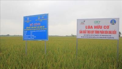 Lúa hữu cơ của nông dân Quảng Trị được mùa được giá