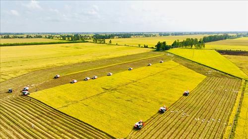 Thực hiện đồng bộ các nhiệm vụ, giải pháp thúc đẩy sản xuất, xuất khẩu gạo trong tình hình mới