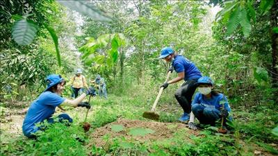 Việt Nam nỗ lực giảm phát thải từ trồng rừng