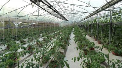 Hà Nội hướng tới mục tiêu phát triển nông nghiệp sinh thái, công nghệ cao, tuần hoàn