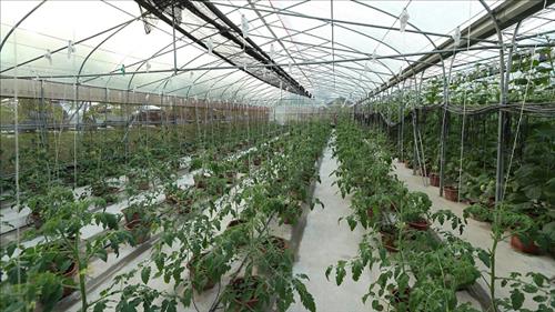 Hà Nội hướng tới mục tiêu phát triển nông nghiệp sinh thái, công nghệ cao, tuần hoàn