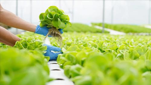 Việt Nam sẽ đăng cai tổ chức Hội nghị Hữu cơ châu Á lần thứ 8