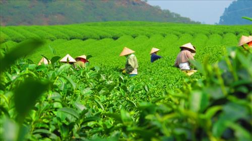 Nghị định mới về khuyến nông góp phần phát triển nông nghiệp bền vững
