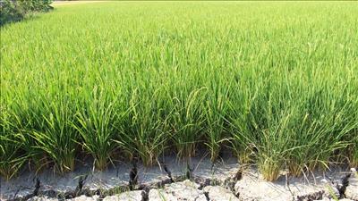 Chuyển mục đích sử dụng đất trồng lúa trên địa bàn tỉnh Long An