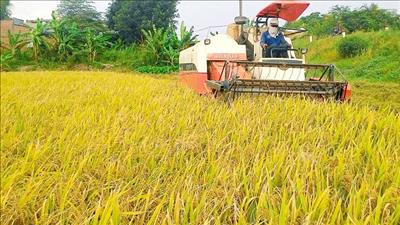 Long An chuyển mục đích sử dụng 81,6ha đất trồng lúa sang đất phi nông nghiệp