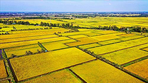 Thủ tướng chỉ đạo mở rộng thị trường mới để ổn định giá lúa, hỗ trợ nông dân