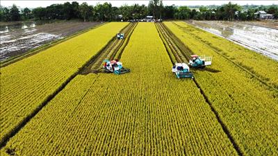 Việt Nam và Nhật Bản hợp tác phát triển chuỗi giá trị lúa gạo carbon thấp