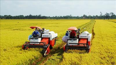 Xúc tiến hợp tác với Nhật Bản để phát triển vùng lúa gạo phát thải thấp