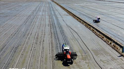 Doanh nghiệp nhập cuộc, thúc đẩy chuỗi lúa gạo giảm phát thải phía Bắc