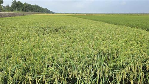 Xây dựng quy trình sản xuất lúa giảm phát thải