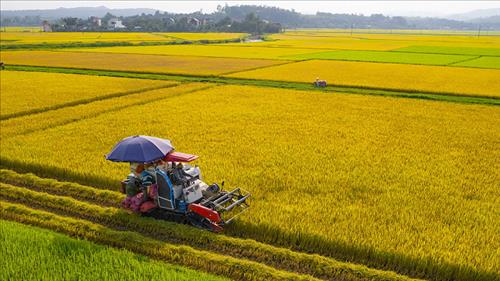 Tiếp tục triển khai thực hiện có hiệu quả Đề án phát triển 1 triệu héc-ta lúa chất lượng cao