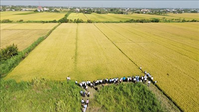 Nhân rộng mô hình canh tác lúa phát thải thấp