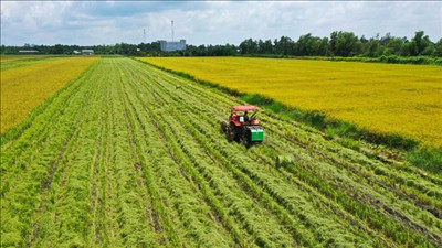 Khởi công chuỗi nhà máy chế biến lúa gạo và trung tâm cung ứng nhiên liệu sinh khối tại Cần Thơ