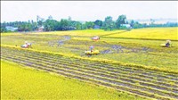 Tăng cường hợp tác triển khai Đề án phát triển 1 triệu ha lúa chất lượng cao và phát thải thấp