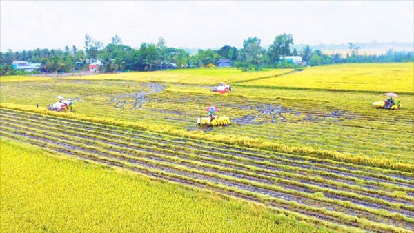 Tăng cường hợp tác triển khai Đề án phát triển 1 triệu ha lúa chất lượng cao và phát thải thấp