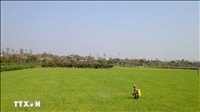 Chuyển đổi xanh ngành hàng lúa gạo và bài toán liên kết bền vững tại đồng bằng sông Cửu Long