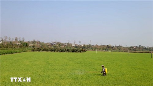 Chuyển đổi xanh ngành hàng lúa gạo và bài toán liên kết bền vững tại đồng bằng sông Cửu Long