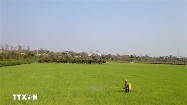 Chuyển đổi xanh ngành hàng lúa gạo và bài toán liên kết bền vững tại đồng bằng sông Cửu Long
