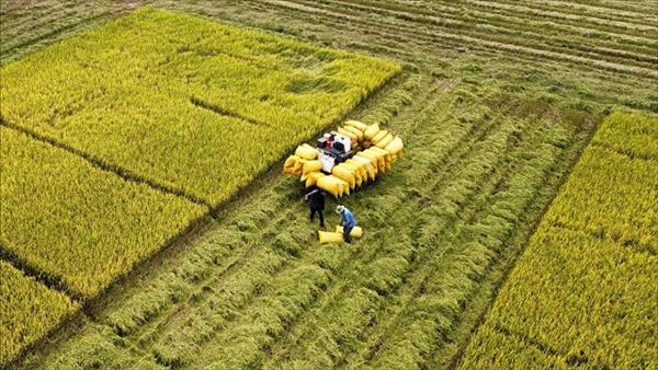 Liên kết chuỗi giá trị xanh để tăng sức cạnh tranh cho nông sản