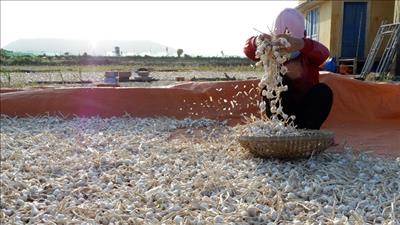 Phát triển nông nghiệp sạch trên “đảo tỏi” Lý Sơn