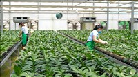 Nông nghiệp sinh thái mở ra hướng đi bền vững