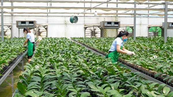 Nông nghiệp sinh thái mở ra hướng đi bền vững