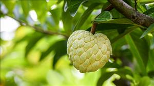Công dụng của quả na