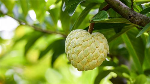 Công dụng của quả na