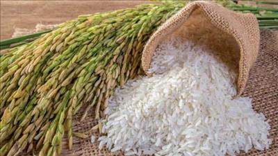 Triển khai dự án “Lúa gạo - Nguồn năng lượng xanh mới
