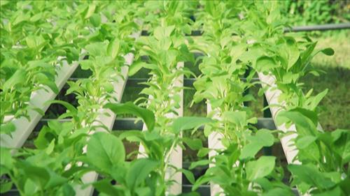TPHCM: Khuyến khích khởi nghiệp đổi mới sáng tạo trong lĩnh vực nông nghiệp ứng dụng công nghệ cao