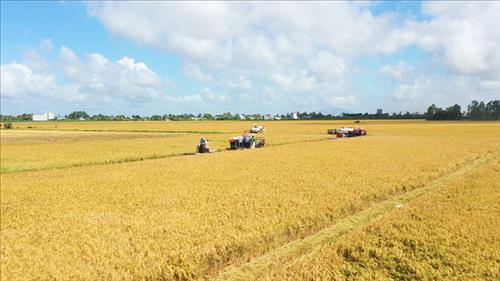Nhân rộng mô hình canh tác lúa chất lượng cao, phát thải thấp tại vùng đồng bằng sông Cửu Long