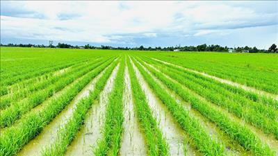 Vai trò tiên phong của ASEAN trong nông nghiệp xanh, phát thải thấp