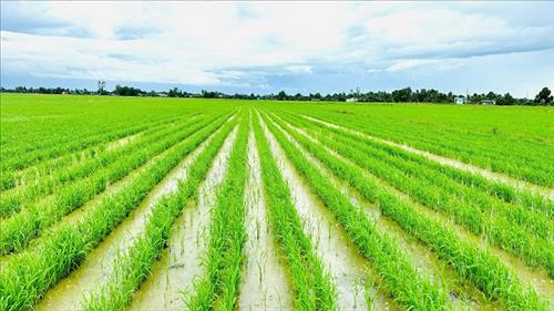 Vai trò tiên phong của ASEAN trong nông nghiệp xanh, phát thải thấp