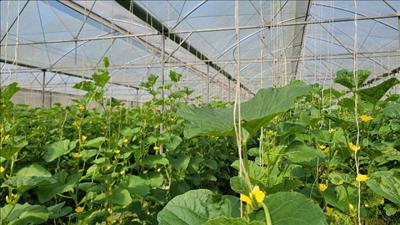 Đẩy mạnh cơ cấu lại ngành nông nghiệp, nâng cao năng suất, chất lượng, giá trị sản phẩm