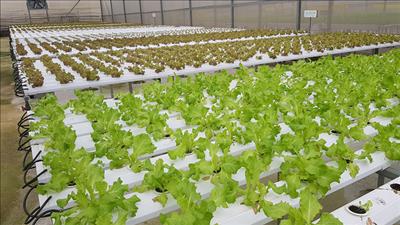 Phê duyệt Chương trình phát triển 1.000 doanh nghiệp tiên phong giai đoạn 2026 - 2030