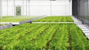 Trồng rau trên mái siêu thị giúp khí thải khâu logistics bằng 0