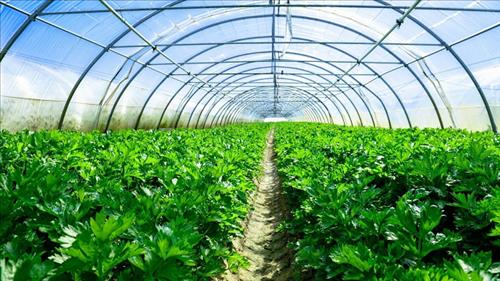 Phát triển các vùng sản xuất rau an toàn, bảo đảm truy xuất nguồn gốc trên địa bàn Hà Nội