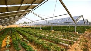 Khởi động dự án Canh tác nông nghiệp kết hợp điện mặt trời cho nông thôn Việt Nam