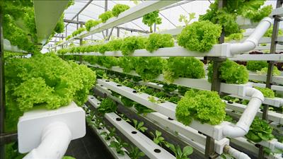 Đẩy mạnh đổi mới sáng tạo để phát triển nông nghiệp xanh